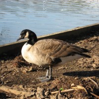 Canada Goose